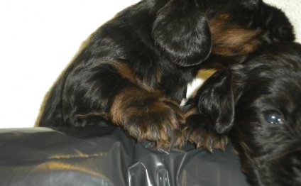 Working Cocker Spaniels for sale UK