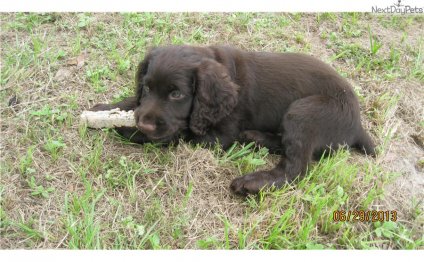 Boykin Spaniel Rescue Society