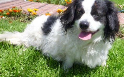 Cavalier King Charles Spaniel Mix