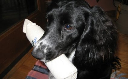 Field bred English Cocker Spaniel breeders