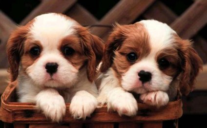 Pictures of King Charles Spaniel puppies